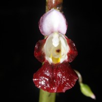 Impatiens taprobanica Hiern
